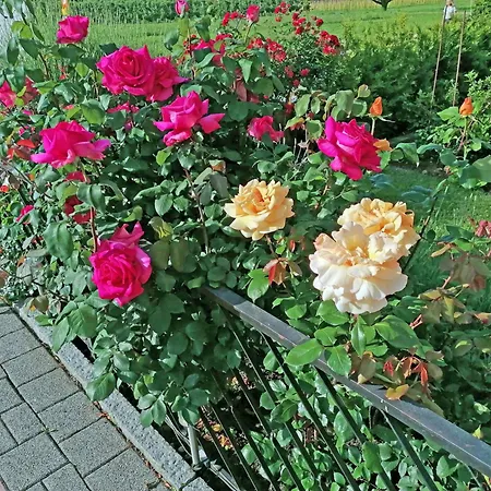 公寓 2 博登湖畔克雷斯波洛